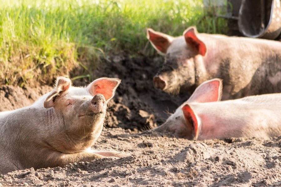 Les porcs meurent après un nouveau vaccin. Image par Michael Strobel de Pixabay