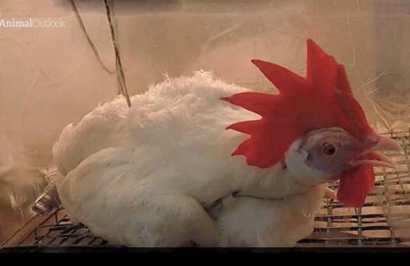 Les agresseurs d’animaux, la censure et la mort du poulet. Photo c/o Animal Outlook.
