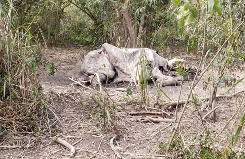 Rhinocéros à une corne femelle tuée en 2021. Photo : Service forestier du Parc national de Kaziranga.