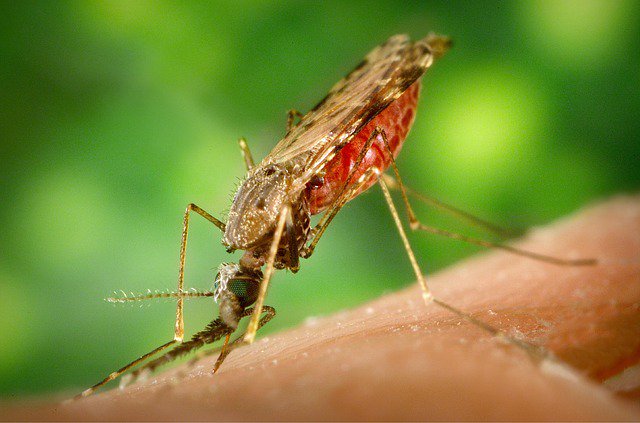 Piqûres de moustiques dangereuses. Image par Oberholster Venita de Pixabay
