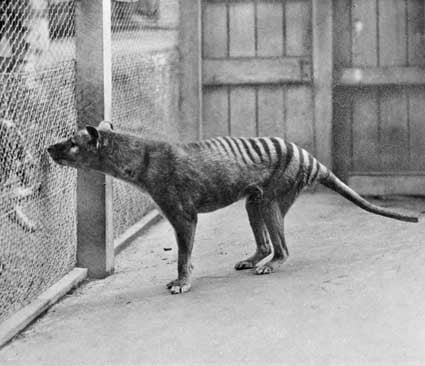 Extinction, Thylacine, tigre de Tasmanie dans le zoo de Hobart, 1933. Photo : Domaine public