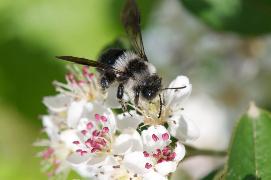 Abeille pollinisatrice. Image par Barbara P. Meister MA de Pixabay